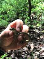 Image of Red-lipped Arboreal Alligator Lizard