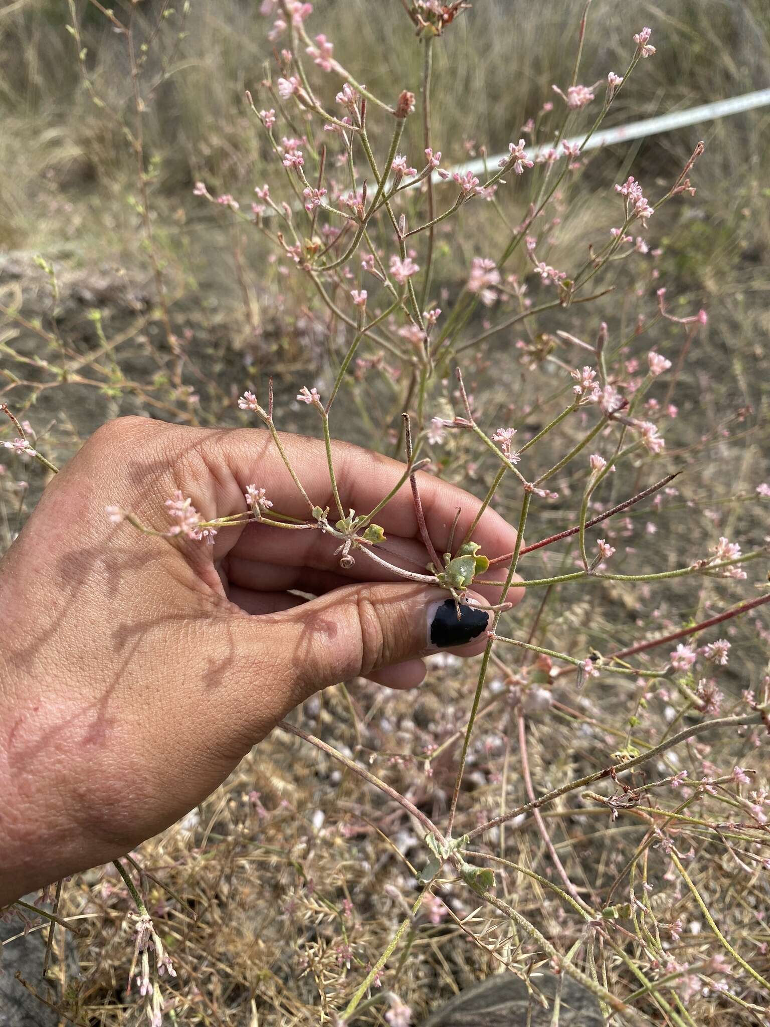 Image of chaparral buckwheat