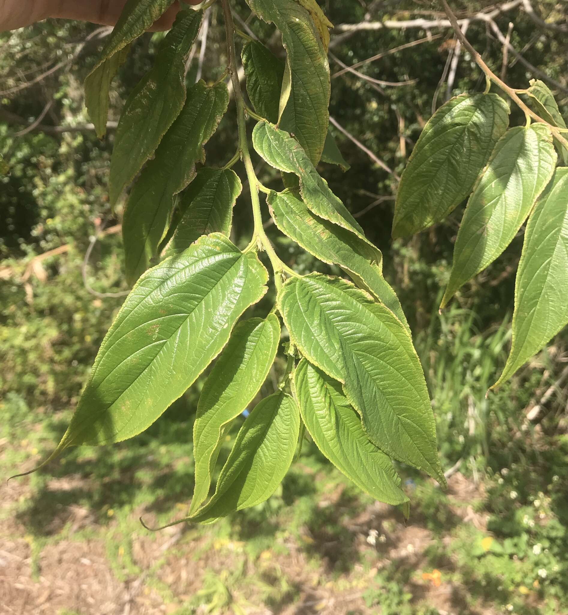 Image de Trema micrantha var. micrantha