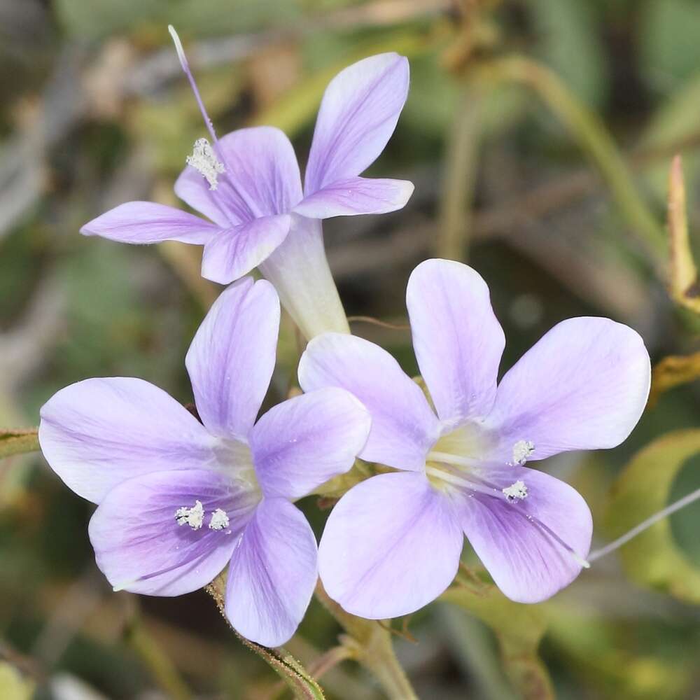 Image of Barleria lancifolia subsp. lancifolia