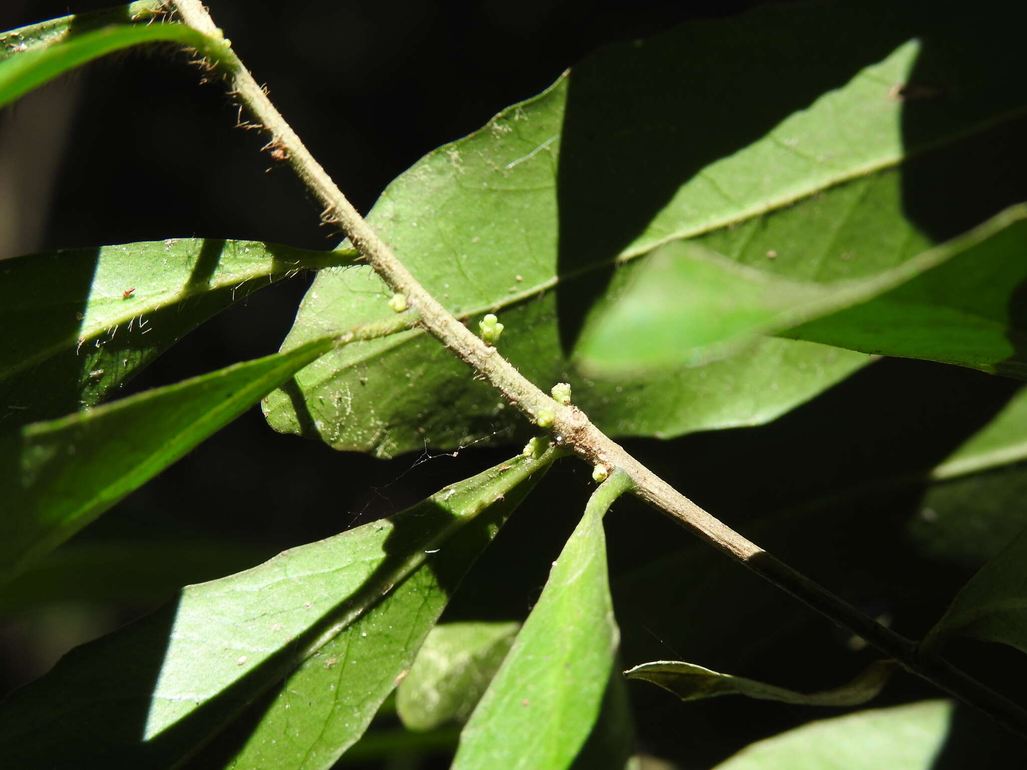 Image of Symplocos harroldii L. W. Jessup