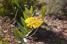 Image of Asclepias barjoniifolia Fourn.