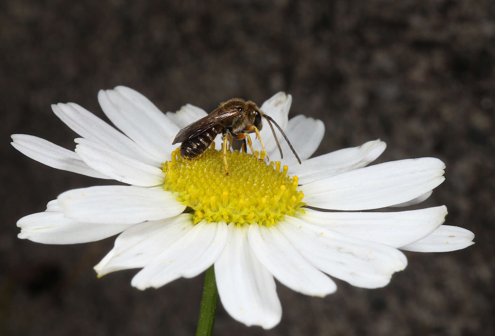 Image de Halictus tumulorum (Linnaeus 1758)