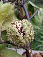 Imagem de Datura metel L.