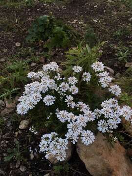 Imagem de Iberis semperflorens L.