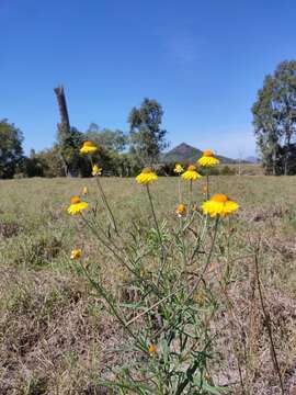 Image of Xerochrysum bracteatum (Vent.) Tzvelev