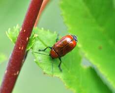 Cryptocephalus coryli (Linnaeus 1758) resmi