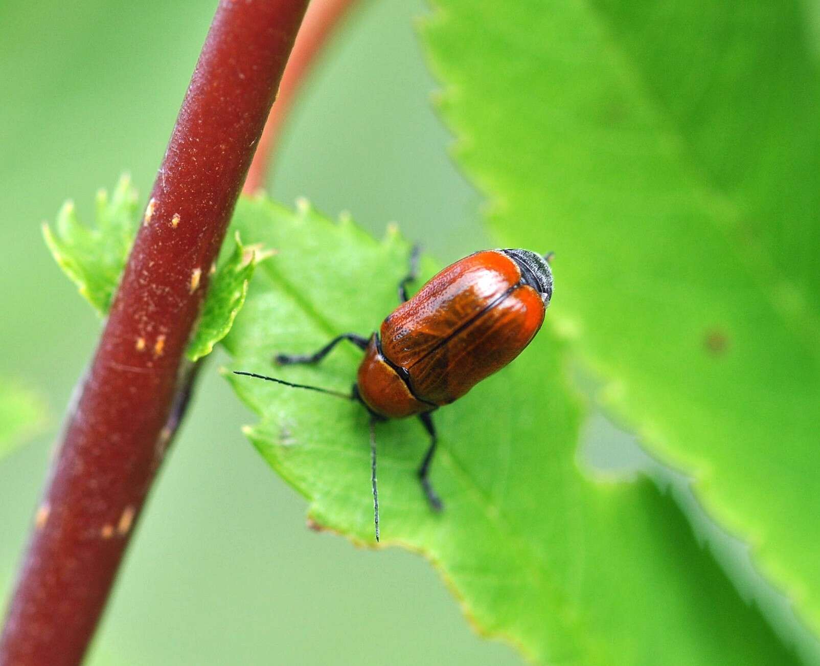 Cryptocephalus coryli (Linnaeus 1758) resmi