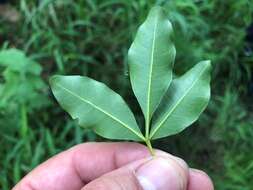 Image of Dinosperma erythrococcum (F. Müll.) T. G. Hartley