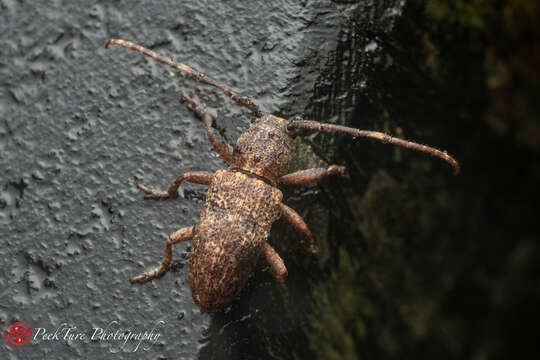 Image of Pterolophia melanura (Pascoe 1857)