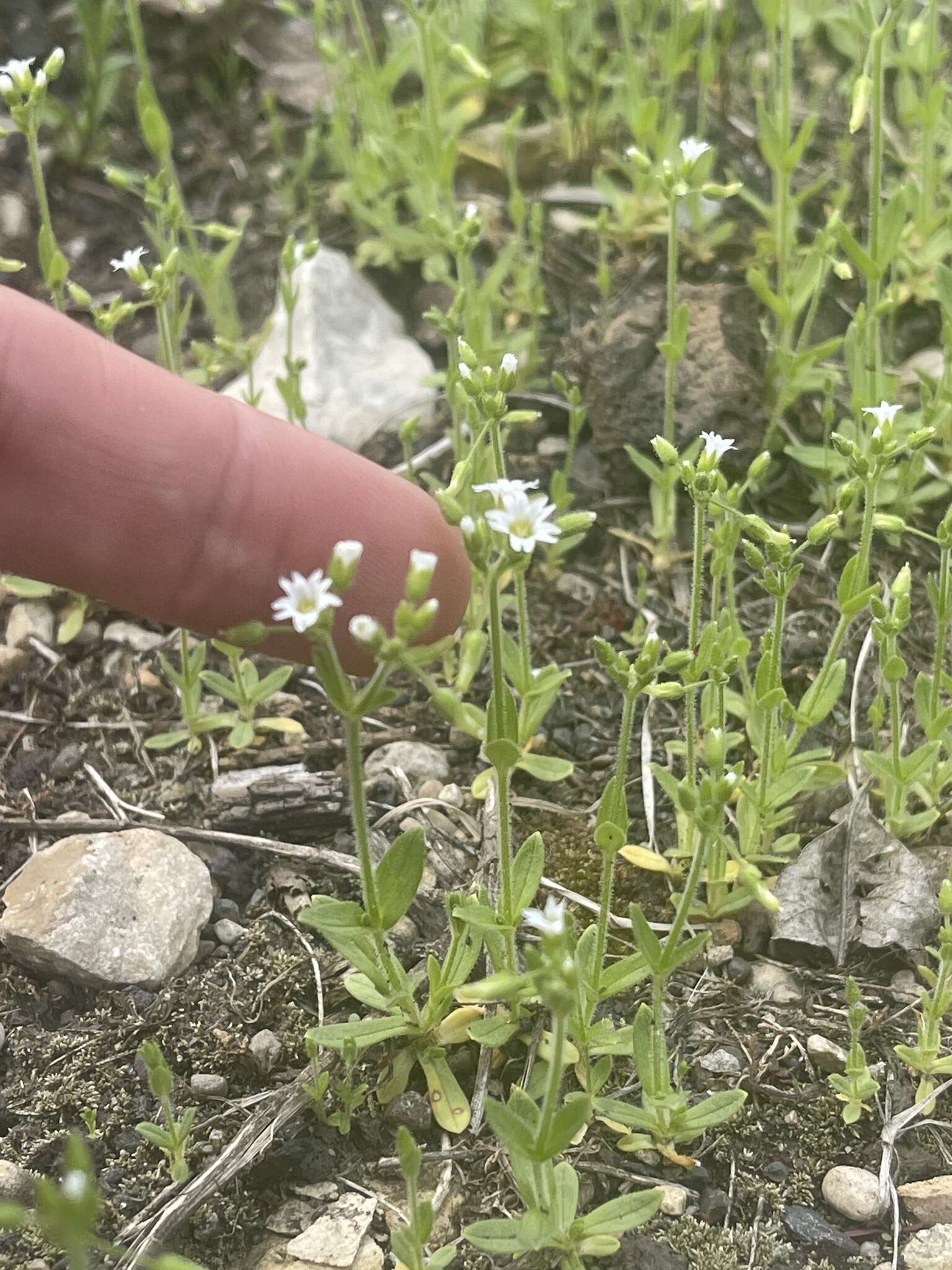 صورة Cerastium brachypodum (Engelmann ex A. Gray) B. L. Rob.