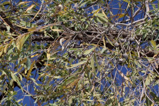 Angophora melanoxylon F. Müll. ex R. T. Baker的圖片