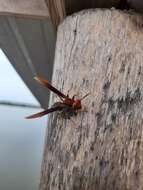 Image of Polistes infuscatus Lepeletier 1836