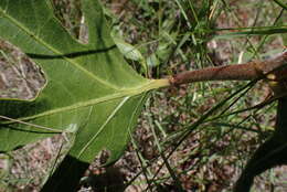 Image of Jatropha zeyheri Sond.