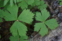 Image of Anemonastrum baicalense (Turcz.) Mosyakin