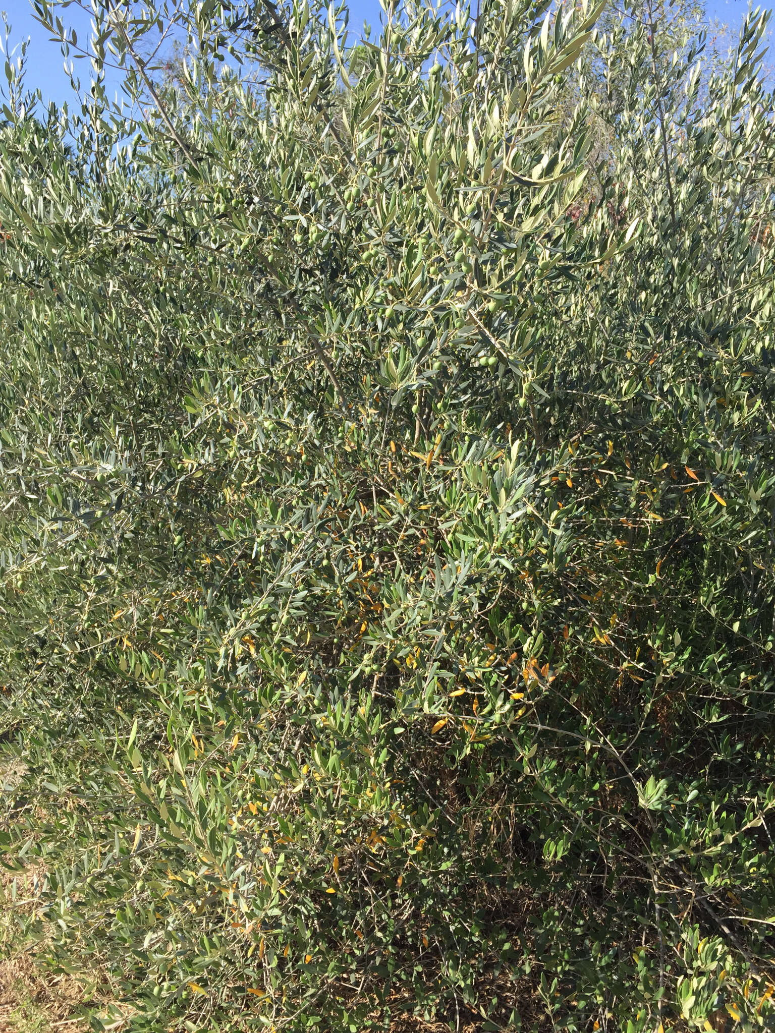 Image of olive tree