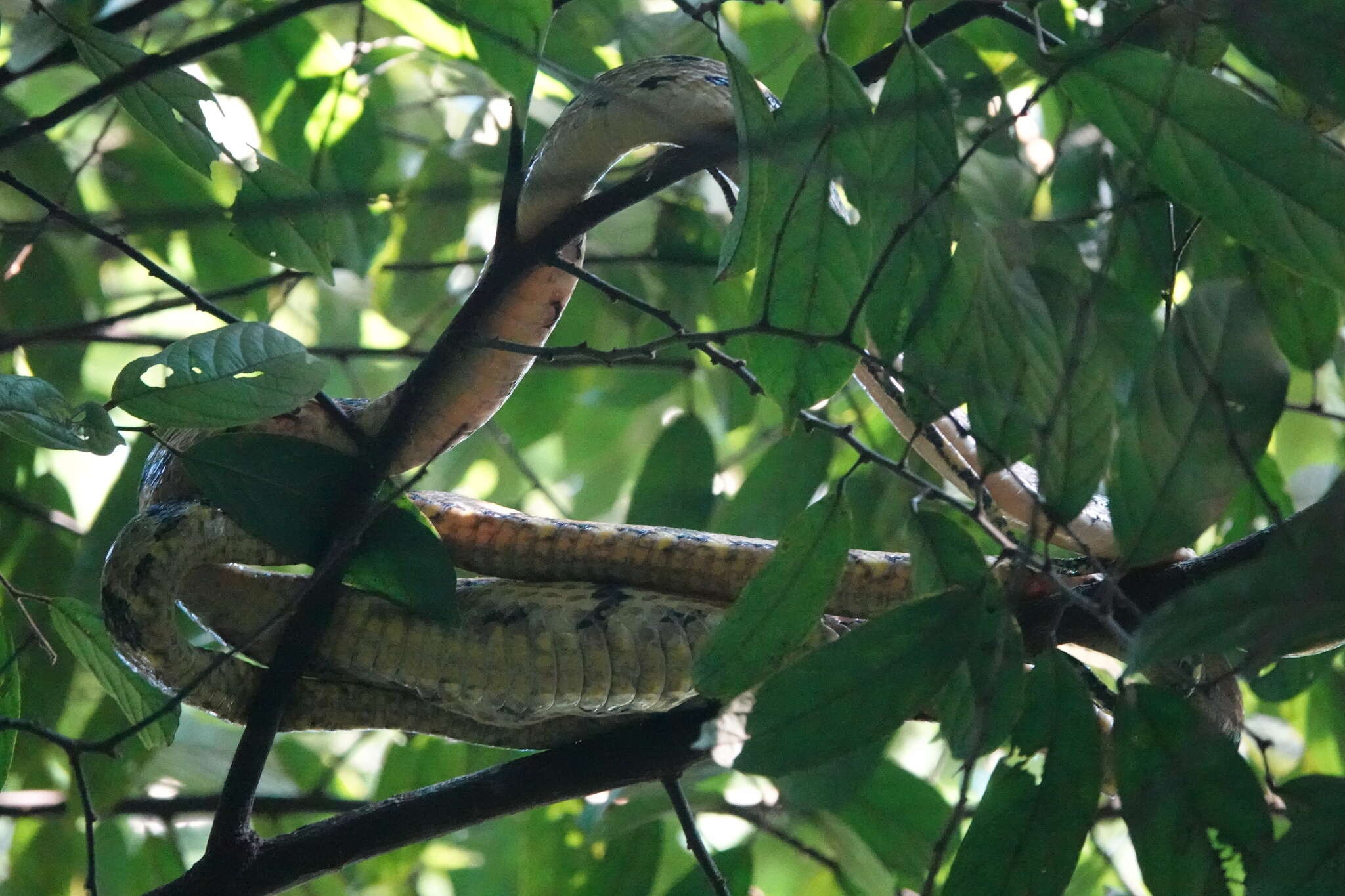 Image of Dog-toothed Cat Snake