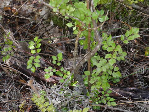 Sivun Pterophylla sylvicola (Sol. ex A. Cunn.) Pillon & H. C. Hopkins kuva