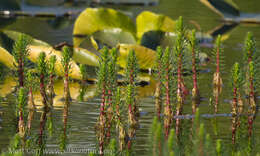 Image of Mare's Tail