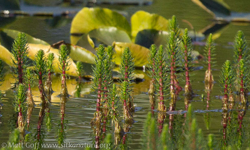 Image of Mare's Tail