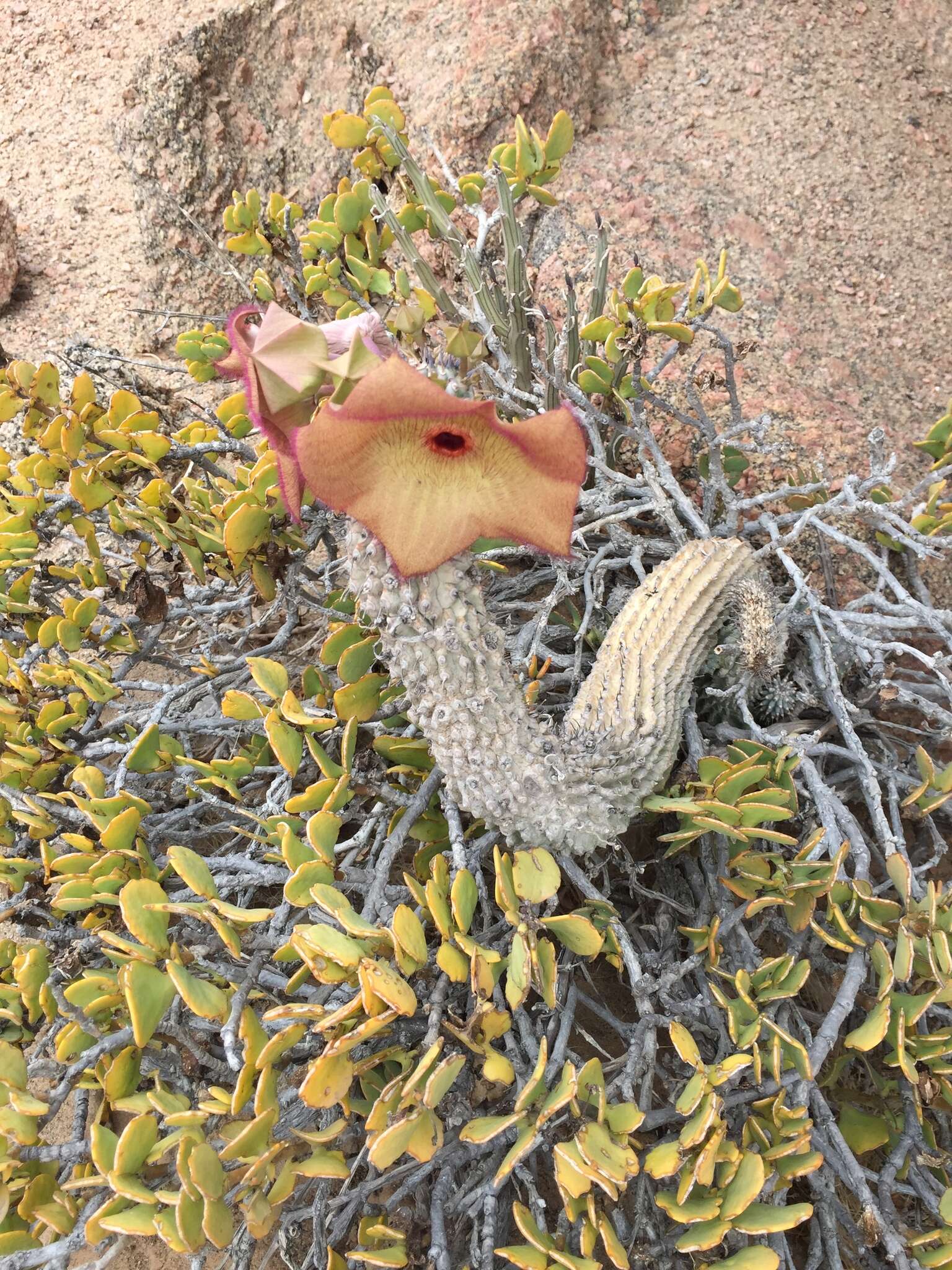 Image of Ceropegia currorii subsp. currorii