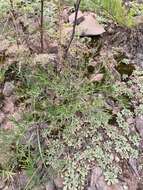 Image of Polygala tenuifolia Willd.