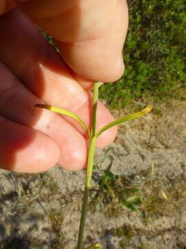 صورة Petrorhagia prolifera (L.) P. W. Ball & Heywood