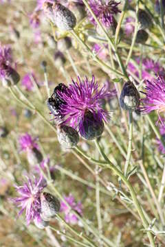 Image of Centaurea scabiosa subsp. apiculata (Ledeb.) A. D. Mikheev