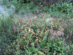 Sivun Persicaria extremiorientalis (Vorosh.) N. N. Tzvel. kuva