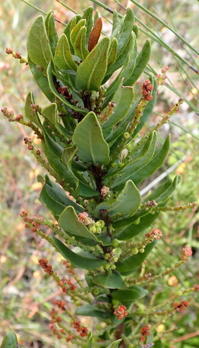 Image of Morella humilis (Cham. & Schltdl.) D. J. B. Killick