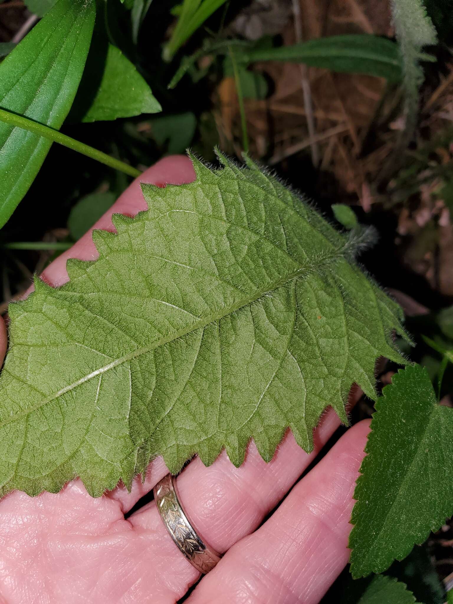 Sivun Parthenium auriculatum Britt. kuva