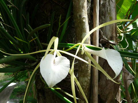 Image of lady of the night orchid