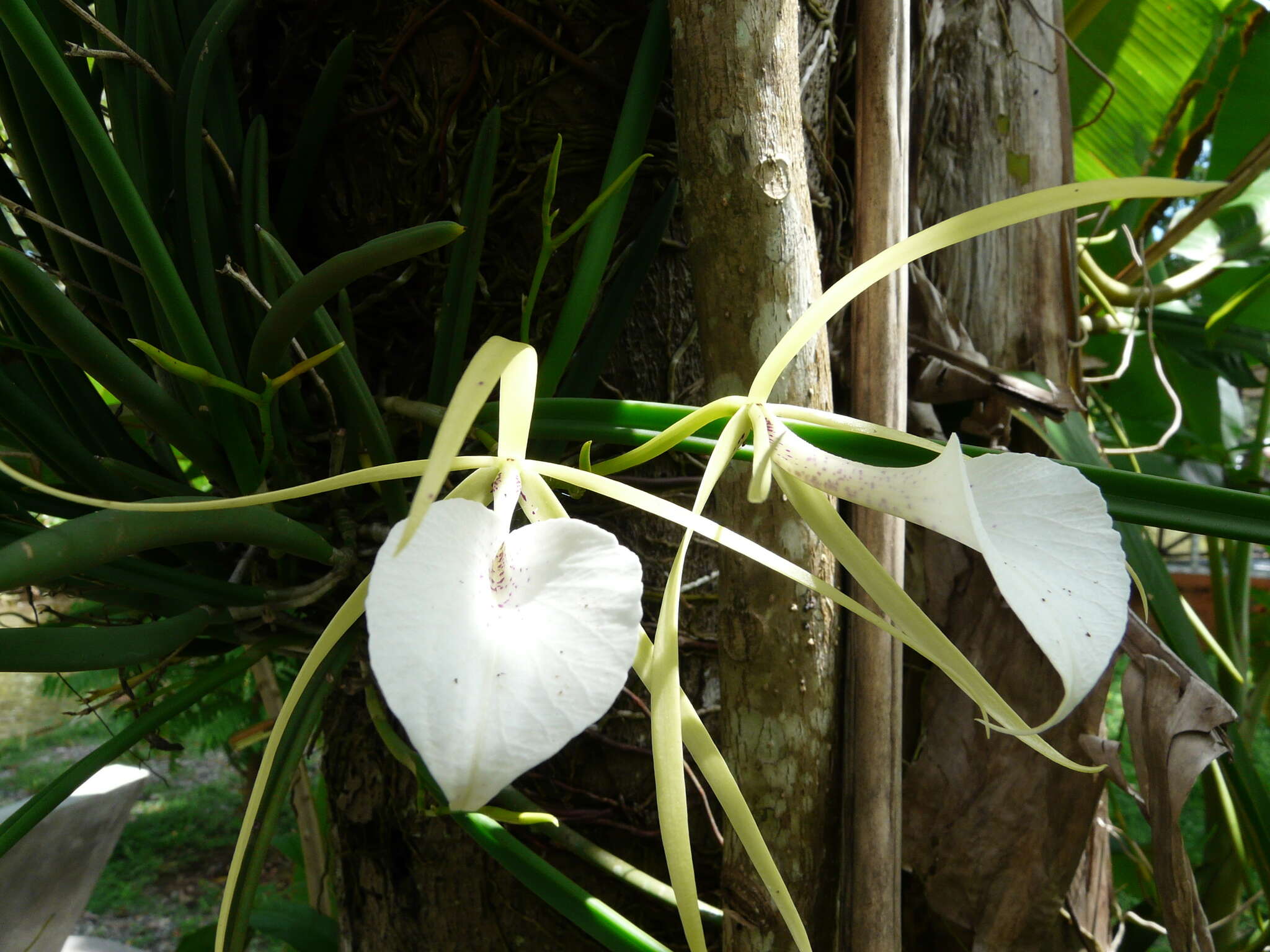 Imagem de Brassavola nodosa (L.) Lindl.