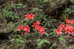 Plancia ëd Rhododendron simsii Planch.