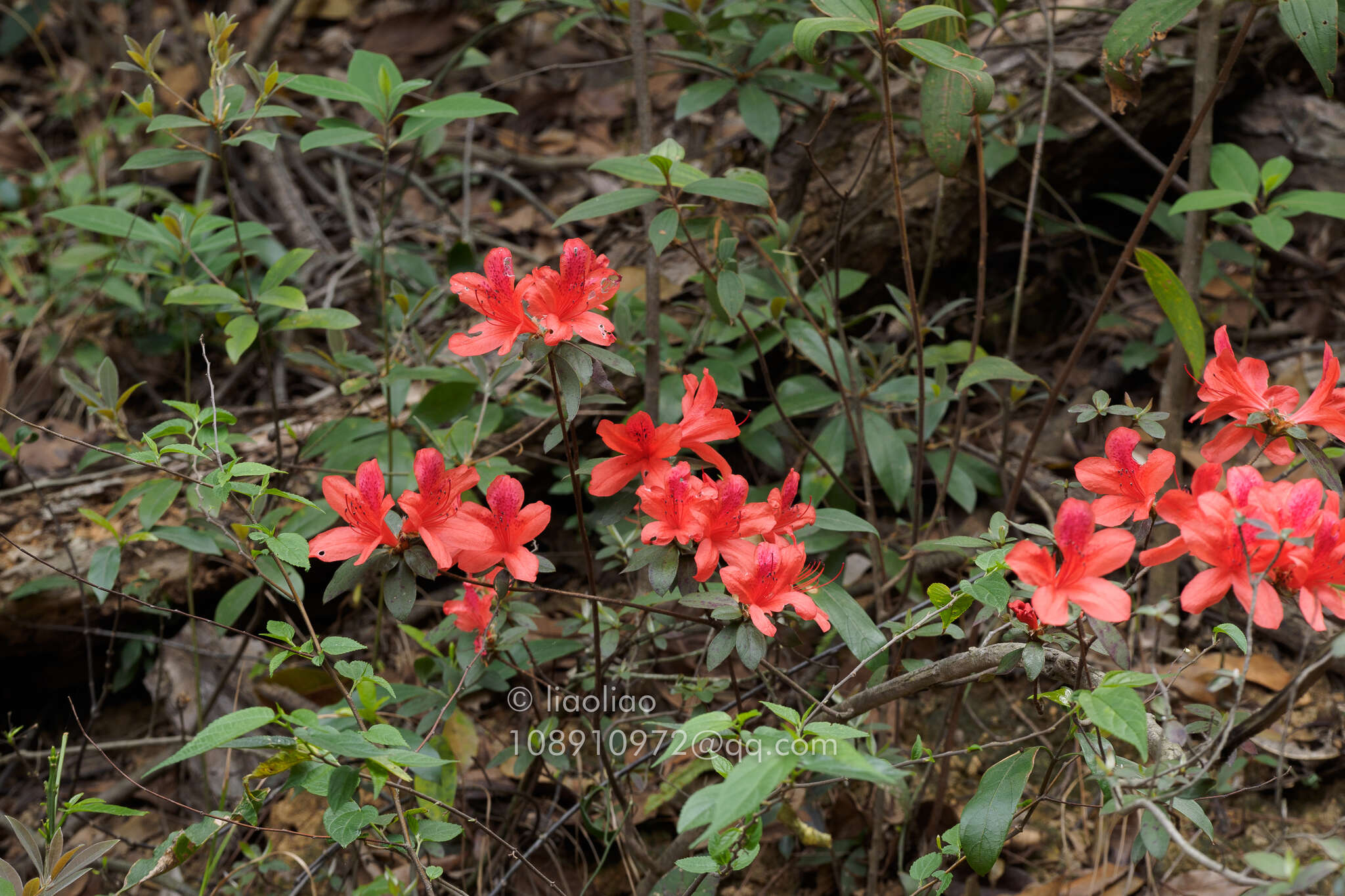 Imagem de Rhododendron simsii Planch.