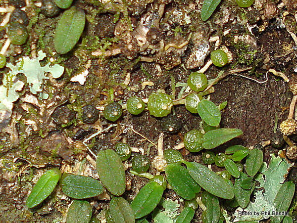 Image of Pygmy tree orchid