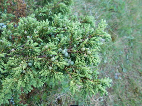 Image of Alpine Juniper