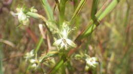 Image of Habenaria incarnata (Lyall ex Lindl.) Rchb. fil.