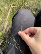 Sivun Muhlenbergia uniflora (Muhl.) Fernald kuva