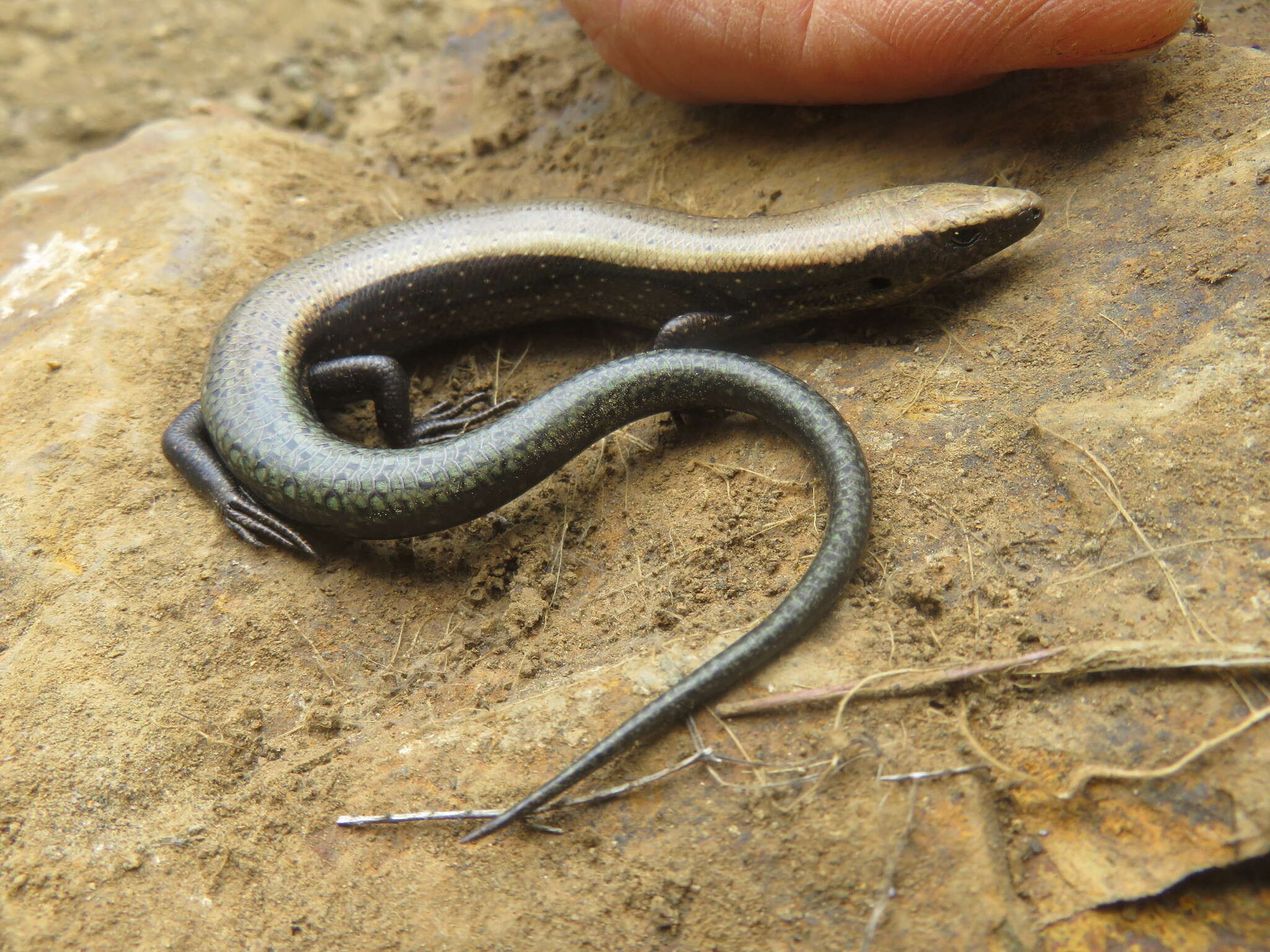 Image of Chalcides coeruleopunctatus Salvador 1975