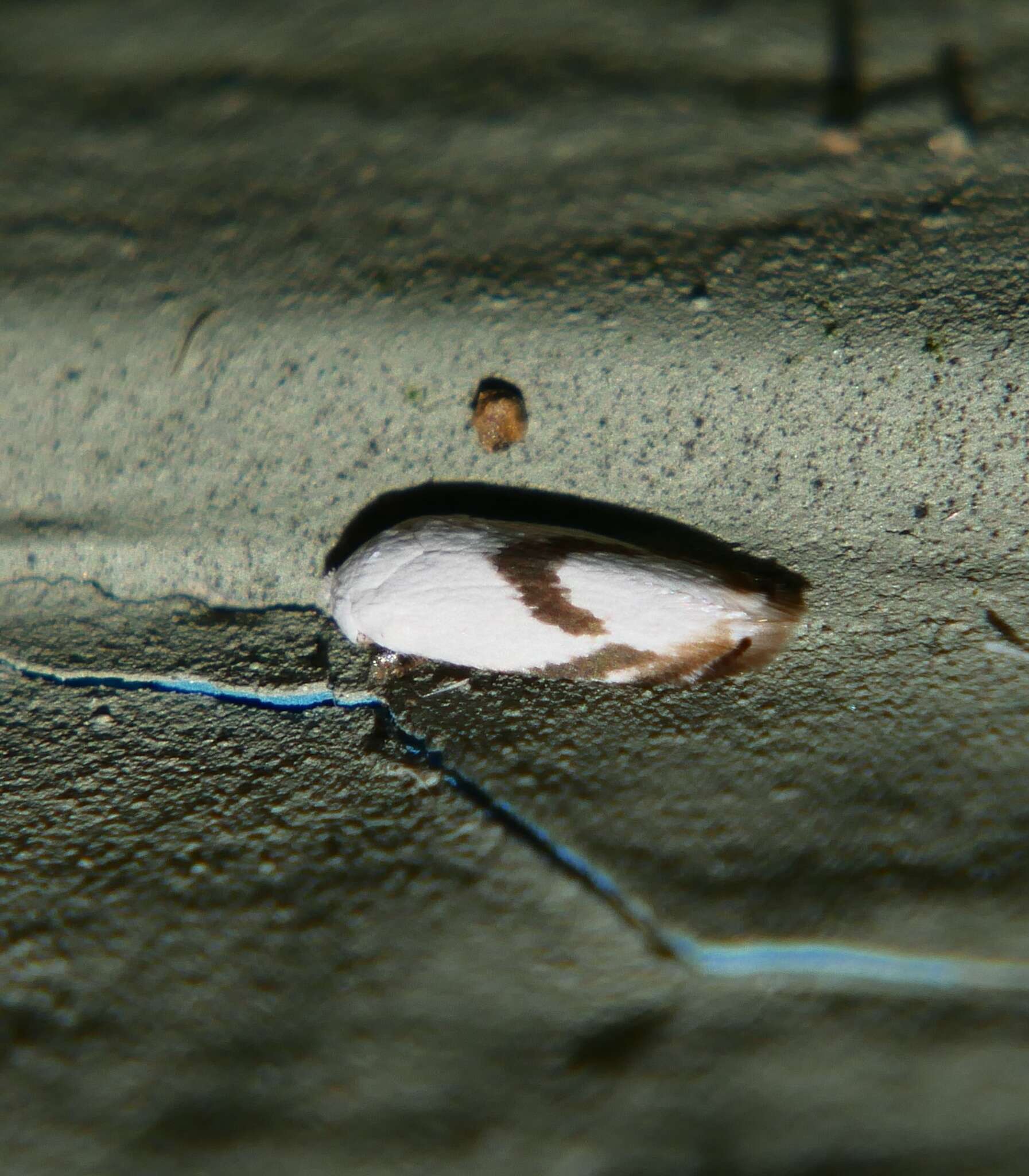 Sivun Opostegoides gephyraea (Meyrick 1880) Davis 1989 kuva