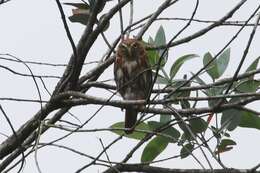 Plancia ëd Glaucidium peruanum König & C 1991