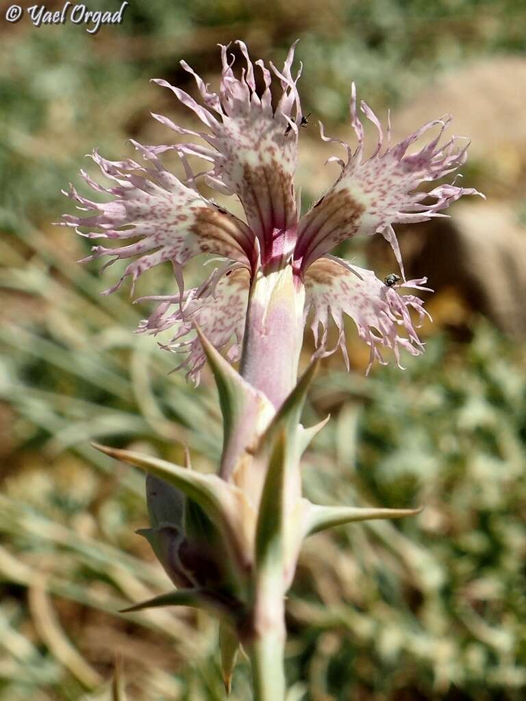 Слика од Dianthus libanotis Labill.