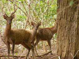 Image de Cerf de Timor