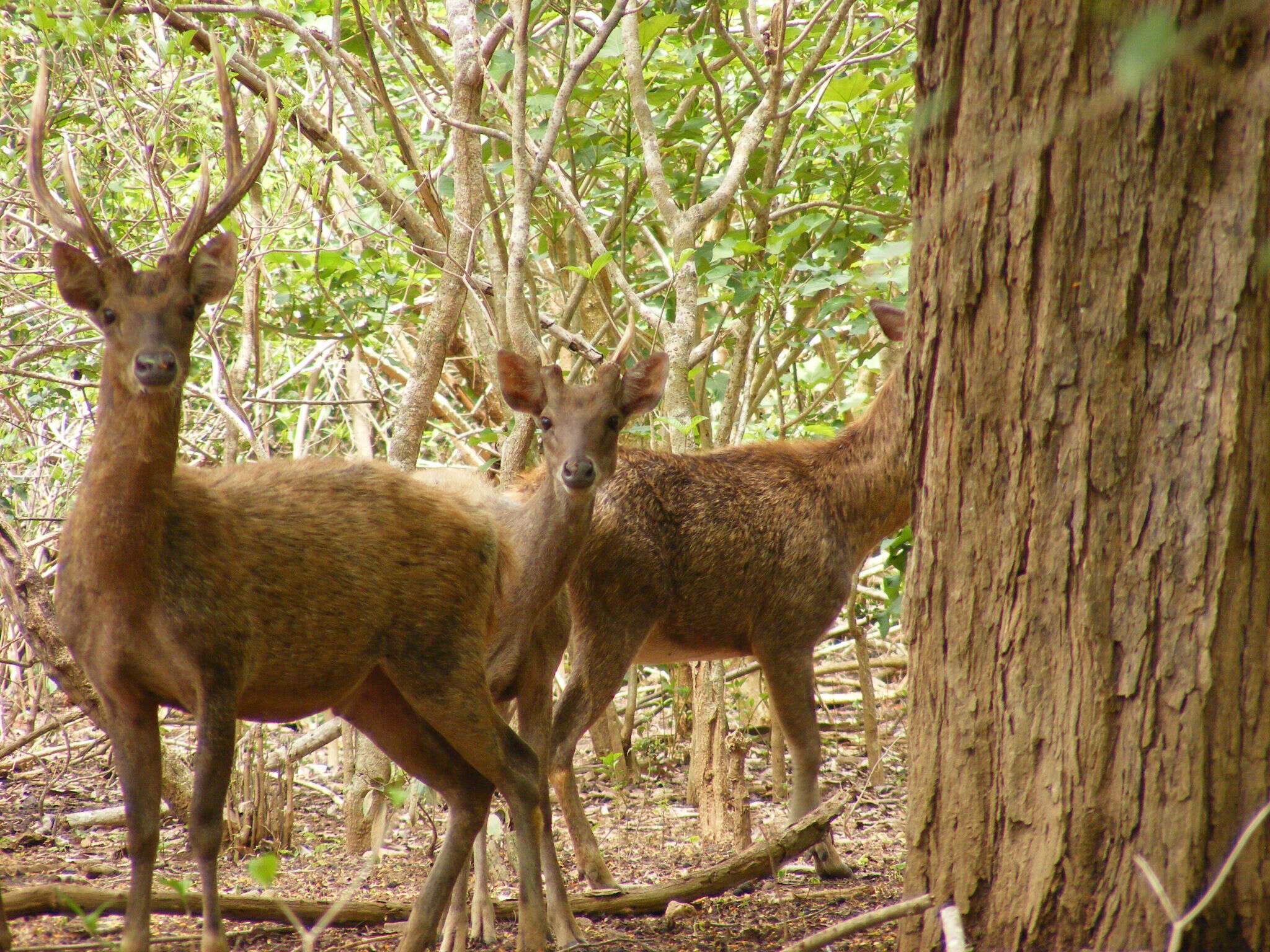 Image of Javan Deer