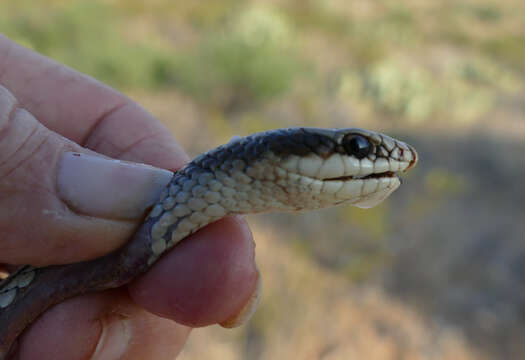 Image of Mountain Patchnose Snake