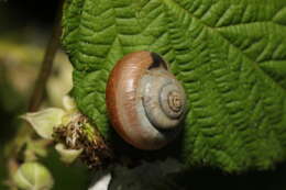 Image of Kentish gardensnail