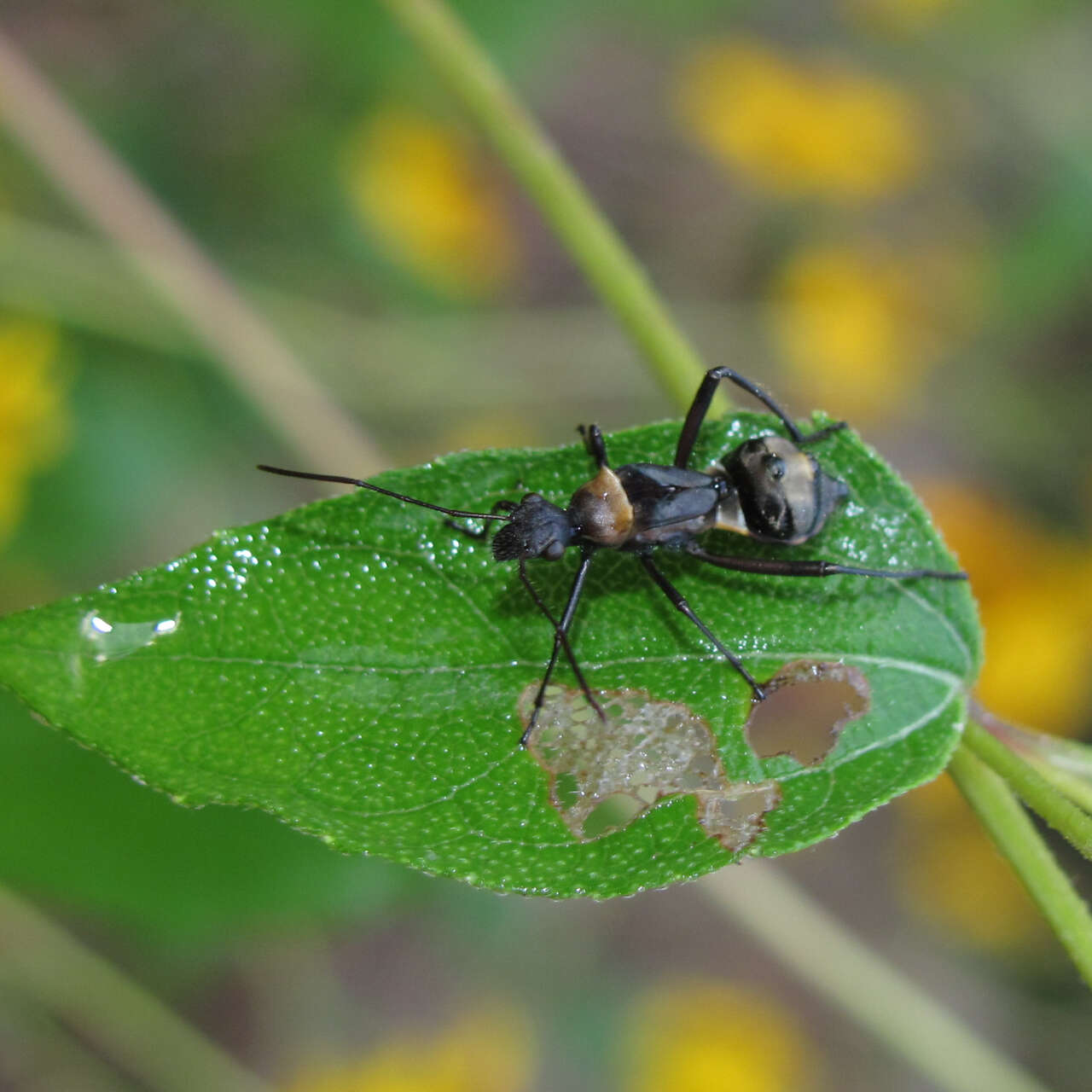 Image of Texas Bow-legged Bug