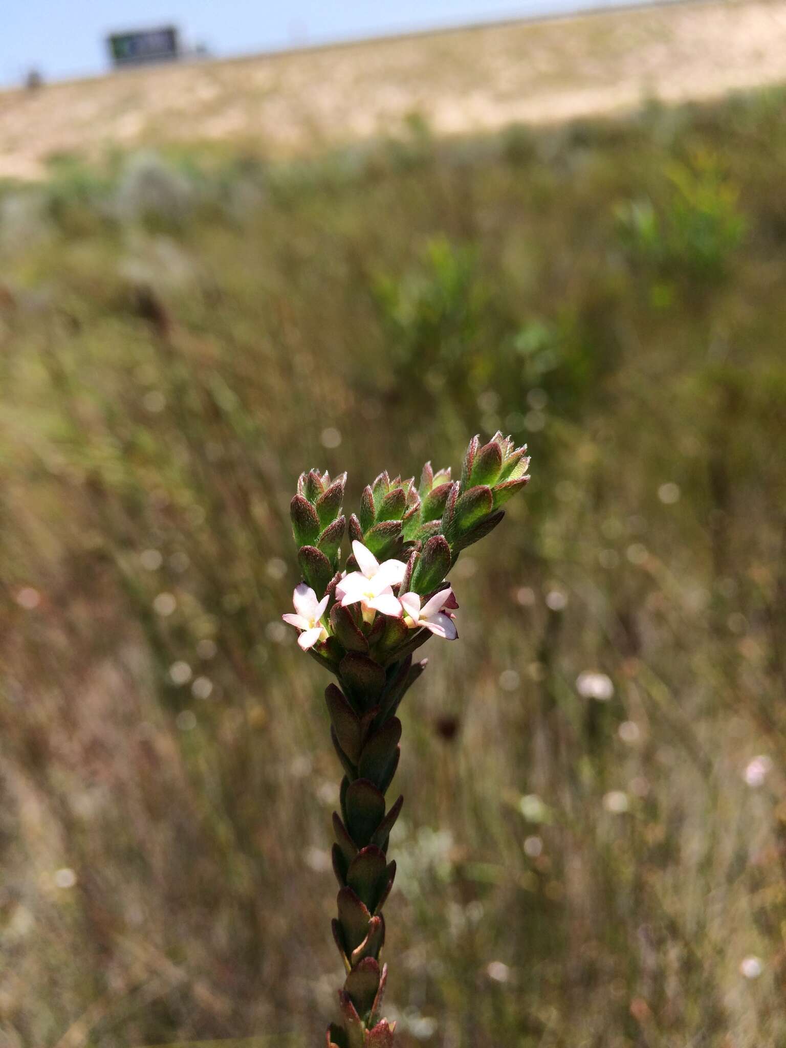 Image of Gnidia spicata (L. fil.) Gilg