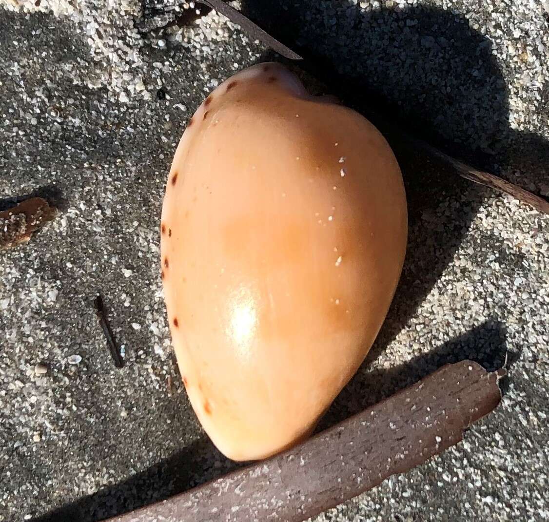 Image of Notocypraea comptonii (Gray 1847)